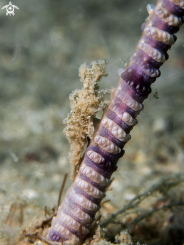 A Sea Pen Shrimp  