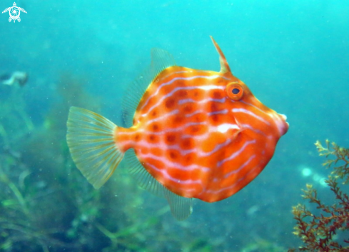 A Mosaic Leatherjacket (juvenile)