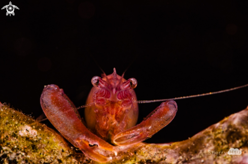 A Sponge Shrimp 