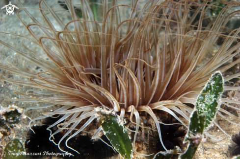 A Banded tube anemone