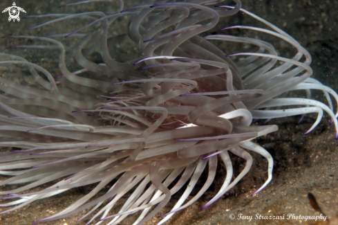 A Banded tube anemone
