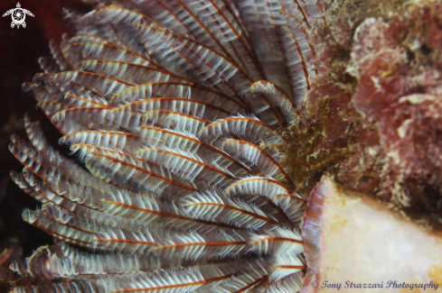 A Feather tube worm