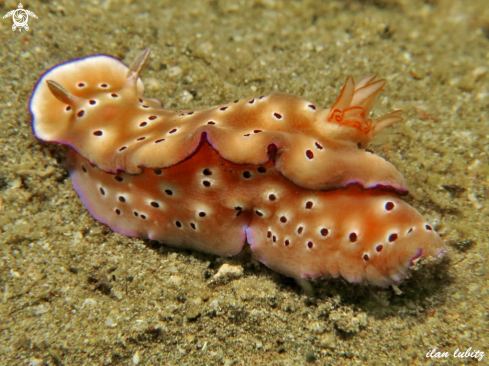 A nudibranch