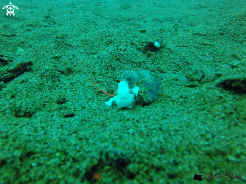 A juvenile frogfish