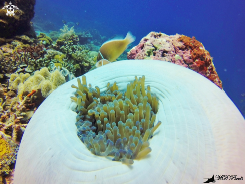 A Amphiprion perideraion | Skunk Clownfish