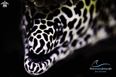 A Honeycomb Moray Eel