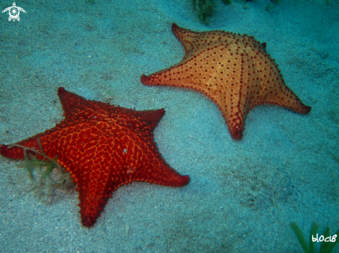 A red cushion sea star