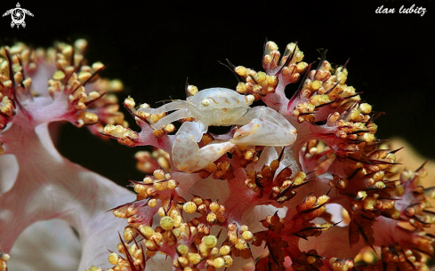 A crab