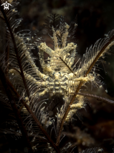A Hyastenus sp. | Hydroid Crab