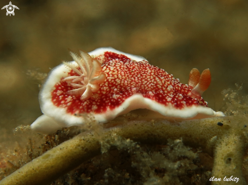 A Goniobranchus reticulatus | nudibranch