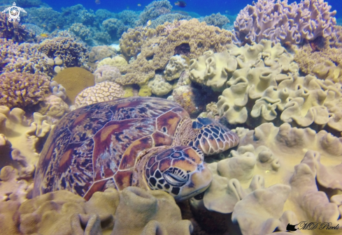 A  Chelonia mydas | Green Turtle