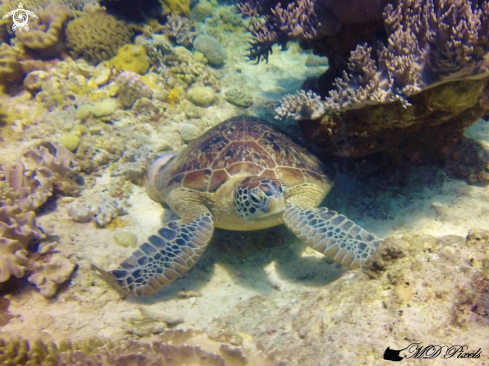 A  Chelonia mydas | Green Turtle