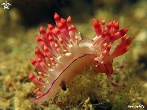 A nudibranch