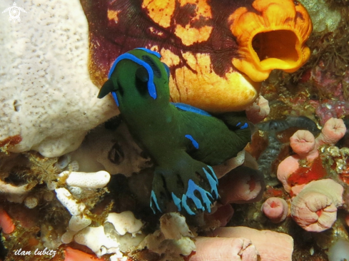 A Tambja morosa | nudibranch