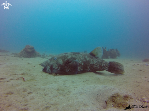 A Pufferfish