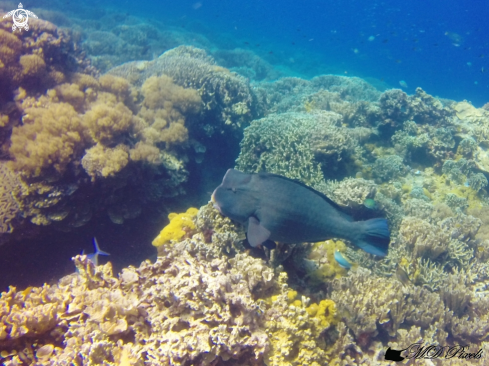 A Bolbometopon muricatum | Bumphead Parrotfish