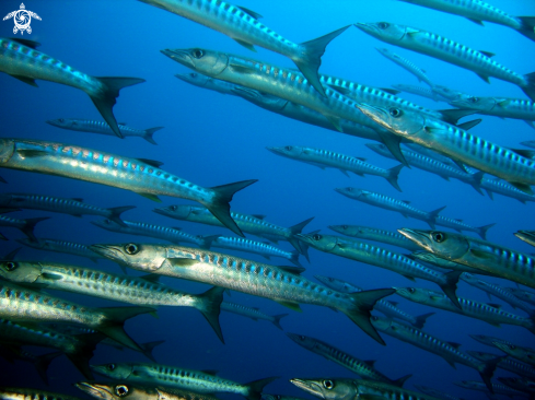 A barracudas