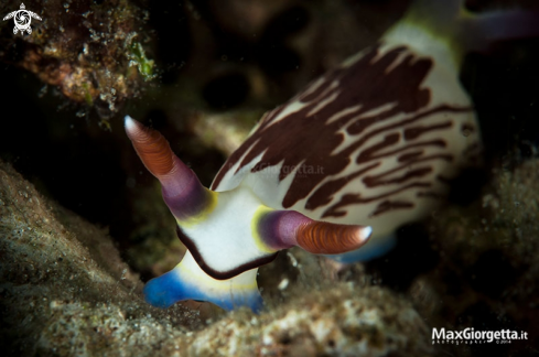 A nudibranch