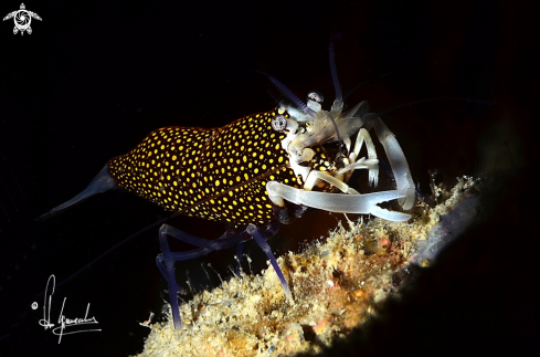 A Gnathophyllum elegans | (Gambero vinaio ) 