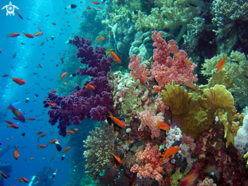A corail mou