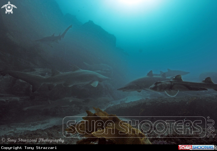 A Port jackson and grey nurse sharks