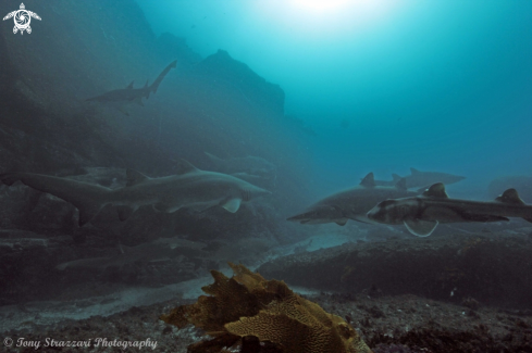 A Port jackson and grey nurse sharks