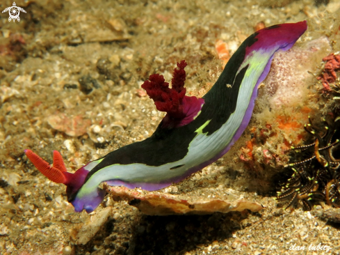 A Nembrotha chamberlaini | nudibranch