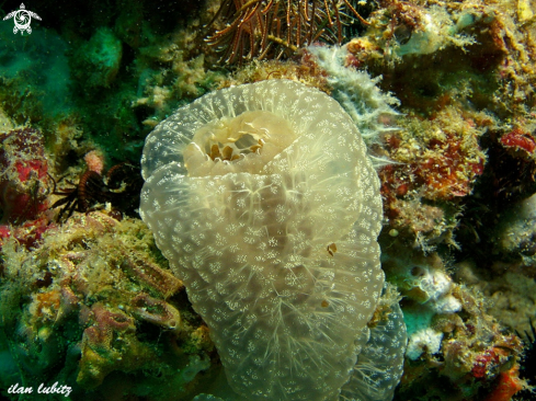 A Phallusia julinea   | Sea Squirt 