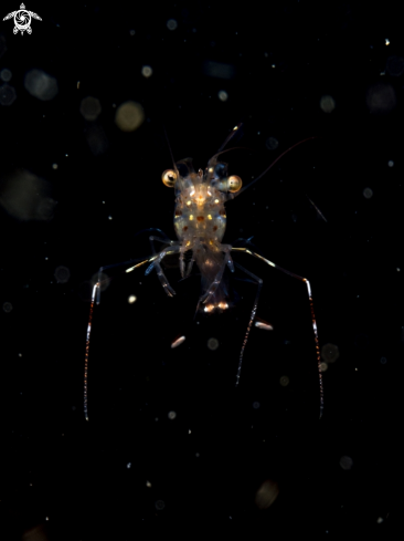 A Urocaridella sp. | Glass Cleaner Shrimp
