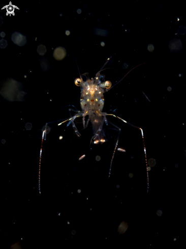 A Glass Cleaner Shrimp