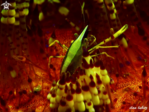 A Allopontonia iaini | shrimp