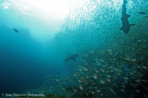 A Grey nurse shark and small scaled bullseyes