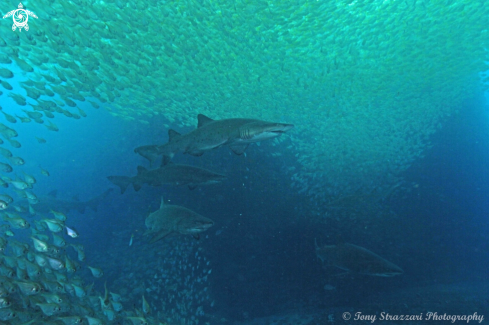 A Grey Nurse Shark (Sand Tiger, Ragged Tooth)