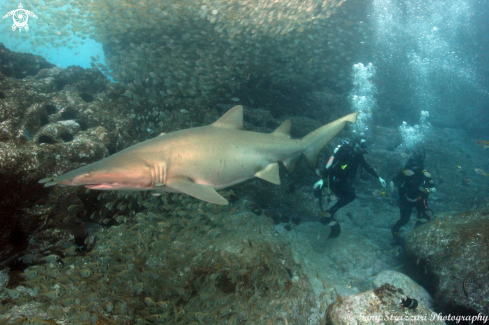 A Grey Nurse Shark (Sand Tiger, Ragged Tooth)