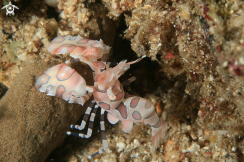 A Hymenocera Picta | Harlequin Shrimp