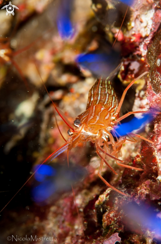 A Cleaner Shrimp