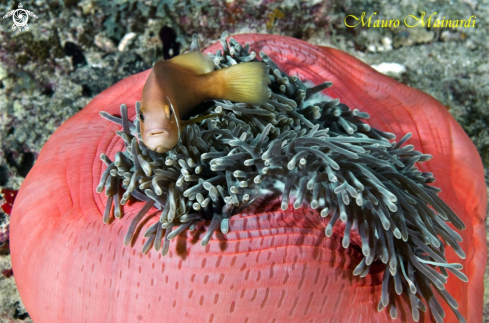 A Clown fish