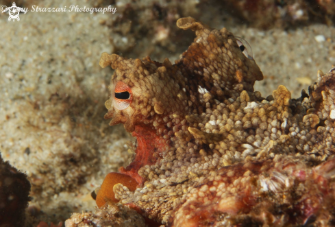 A Common Sydney Octopus