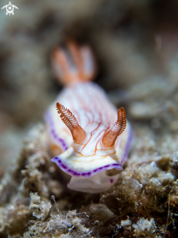 A Hypselodoris sp. | Nudibranch