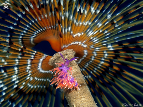 A flabellina affinis