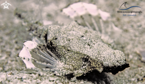 A Dragon Sea Moth