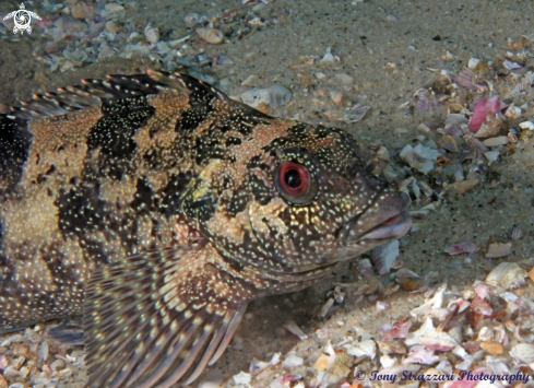 A Kelpfish