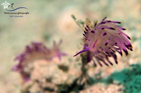 A Flabellina rubrolineata | Flabellina rubrolineata