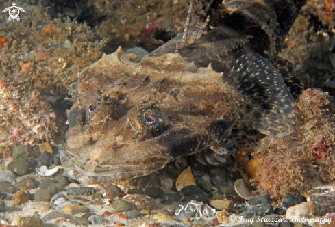 A Rock Flathead