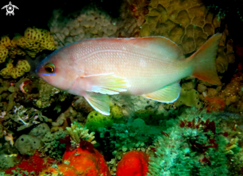 A Barber Perch