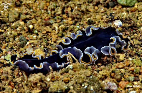 A Pseudobiceros uniarborensis | flatworm