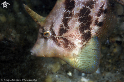 A Fan belly leatherjacket