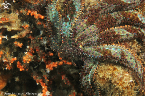 A Eleven armed seastar