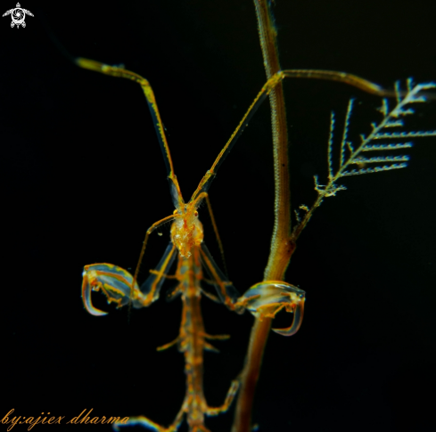 A skeleton shrimp 