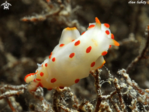 A nudibranch